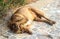 Stop the noise and leave me alone - red long haired dog lies on cobblestone sidewalk with his paw over his ear