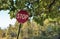 Stop sign under tree limb