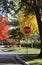 Stop sign and yellow fire hydrant at intersection in residential neighborhood with bright fall trees in background