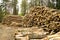 Storage felled trees in a clearing in the woods