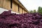 Storage of grape marc after vinification, Bordeaux Vineyard