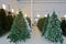 Storage room with artificial Christmas trees