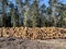 Storage of wood prepared for transport from the forest on piles