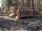 Storage of wood prepared for transport from the forest on piles