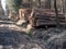 Storage of wood prepared for transport from the forest on piles