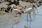 Storcks wading along shore