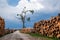 Stored in the forest tree felling in spring