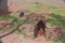 Storehouse cave for keeping the food supplies in Abyaneh Village, Iran.