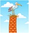 Stork