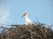 Stork