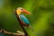 Stork-billed Kingfisher