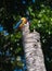 Stork-billed Kingfisher bird Perched in the coconut tree trunk,