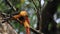 Stork-billed Kingfisher and Brown-winged Kingfisher