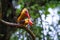 Stork-billed Kingfisher and Brown-winged Kingfisher Mating