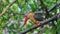 Stork-billed Kingfisher Pelargopsis capensis