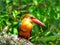 Stork-billed kingfisher / Pelargopsis capensis / Kingfisher Bird