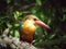 Stork-billed kingfisher / Pelargopsis capensis / Kingfisher Bird