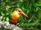 Stork-billed kingfisher / Pelargopsis capensis / Kingfisher Bird