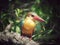 Stork-billed kingfisher / Pelargopsis capensis / Kingfisher Bird