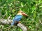 Stork-billed kingfisher / Pelargopsis capensis / Kingfisher Bird