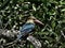 Stork-billed kingfisher / Pelargopsis capensis / Kingfisher Bird