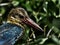 Stork-billed kingfisher / Pelargopsis capensis / Kingfisher Bird