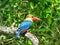 Stork-billed kingfisher / Pelargopsis capensis / Kingfisher Bird