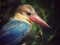 Stork-billed kingfisher / Pelargopsis capensis / Kingfisher Bird