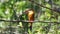 Stork-billed Kingfisher Pelargopsis capensis - tree kingfisher distributed in the tropical Indian subcontinent and Southeast As