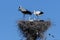 A stork bird with chicks in a nest against a blue sky background, white storks stands in nest. Ciconia ciconia