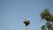 Stork bird family in nest on electricity pole on blue sky