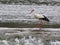 Stork bird feathers bill white black fishing