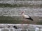 Stork bird feathers bill white black fishing