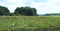 Stork bird in meadow