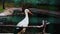 Stork bird in national park, bird near the water, gray crane in zoo,