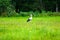 stork bird in natural environment