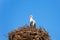 Stork bird in the nest