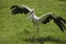 Stork bird spreading its wings in grass field meadow