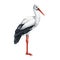Stork bird watercolor illustration. Hand drawn Ciconia ciconia avian. Beautiful single standing European white stork