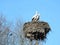 Stork birds in nest and trees, Lithuania