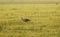 Stork birds walking in meadow, Lithuania