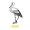 Stork. Black and white objects