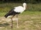 Stork with broken leg