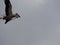 A stork carrying a bunch of herbs in its beak, mollerussa, lerida, spain, europe