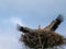 Stork chick making flight excercises