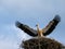 Stork chick making flight excercises