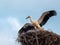 Stork chick making flight excercises