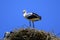 stork chick sitting in the nest