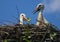 Stork chicks