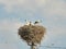 Stork chicks in the nest